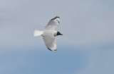 Andean Gull