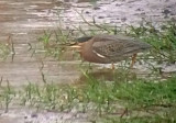 Green/Striated Heron