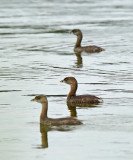 Pied-billed Grebe