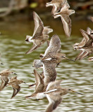 White-rumped Sandpiper