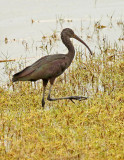 Glossy Ibis