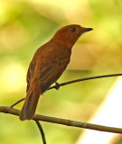 Rufous Mourner