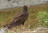 Turkey Vulture