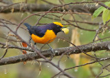 Orange-crowned Euphonia