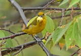 Orange-crowned Euphonia