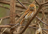 Pacific Pygmy-Owl