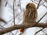 Pacific Pygmy-Owl