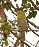 Rufous-browed Pepper-Shrike