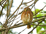 Ferruginous Pygmy-Owl