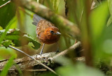 Slate-colored Antbird