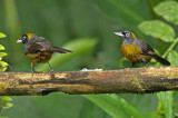 Dusky-faced Tanager