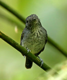 Spot-crowned Antvireo