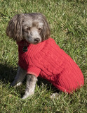 Beezie In Red Sweater
