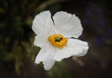 Poppy in Mendocino