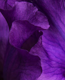 Ultra violet