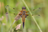 Viervlek - Four-spotted chaser
