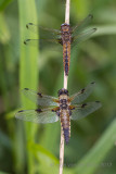 Bruine Korenbout en Viervlek - Scarce chaser and Four-spotted chaser