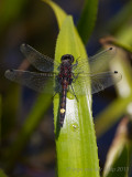 Gevlekte witsnuitlibel - Large white-faced darter