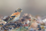 Brambling - Keep