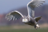 Sneeuwuil - Snowy owl