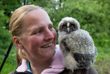 Ransuil - Long-eared Owl - Asio otus