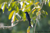 Black Drongo - Dicrurus macrocercus