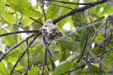 Western Striped Squirrel - Tamiops mcclellandii
