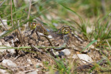 Lesser Emperor - Anax parthenope