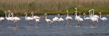 Greater Flamingo - Phoenicopterus roseus