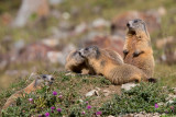 Alpine Marmot - Marmota marmota