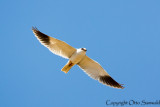 Black-winged Kite - Elanus caeruleus