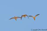 Pin-tailed Sandgrouse - Pterocles alchata