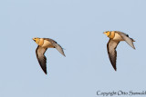 Pin-tailed Sandgrouse - Pterocles alchata