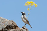 Seebohms Wheatear - Oenanthe seebohmi