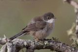 Sardinian Warbler - Sylvia melanocephala