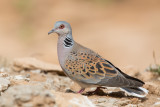 Turtle Dove - Streptopelia turtur