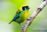 Green-and-gold Tanager - Tangara florida