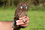 Tengmalm´s Owl - Aegolius funereus