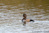 Ring-necked Duck - Aythya collaris