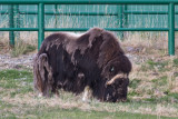 Muskox