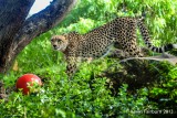Cheetah at Mauis Zoo 