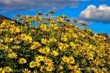 Yellow Daisies on a Sunny Day (1 of 1).jpg