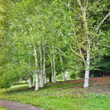 Birches1.jpg