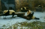 Chengdu Panda Research Base