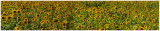 Sunflowers PAN-002.jpg