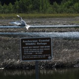 Potter Marsh