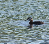 Red-necked grebe
