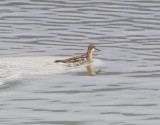 Red-necked Phalarope