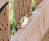 Savannah Sparrow