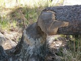 Beavers Work 